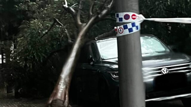 Un arbre aixafa un vehicle al passeig de la pau de Berga. Foto: Xarxes socials