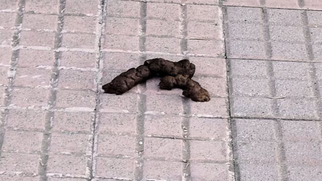 Excrements de gos trobats al davant d'un habitatge de Solsona. Foto: Xarxes